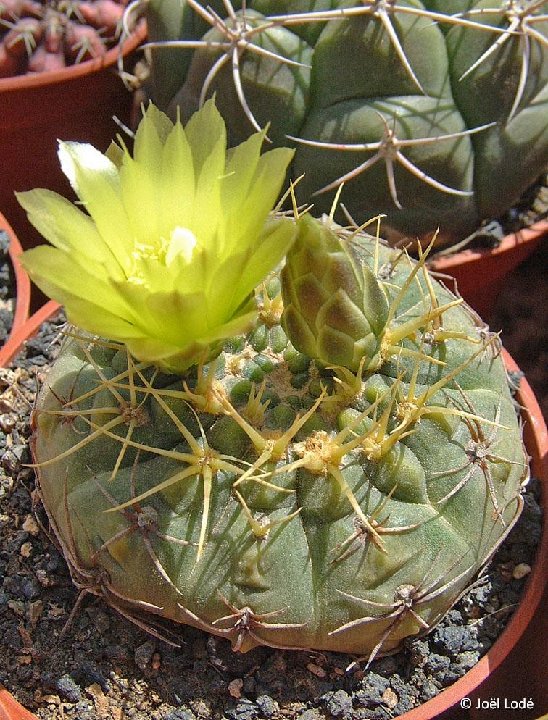 Gymnocalycium hyptiacanthum uruguayense Schlosser 103, Treinta y Tres, Uruguay ©JLcoll.2025